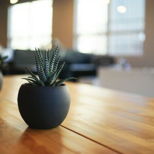 selective focus photography of snake plant in vase